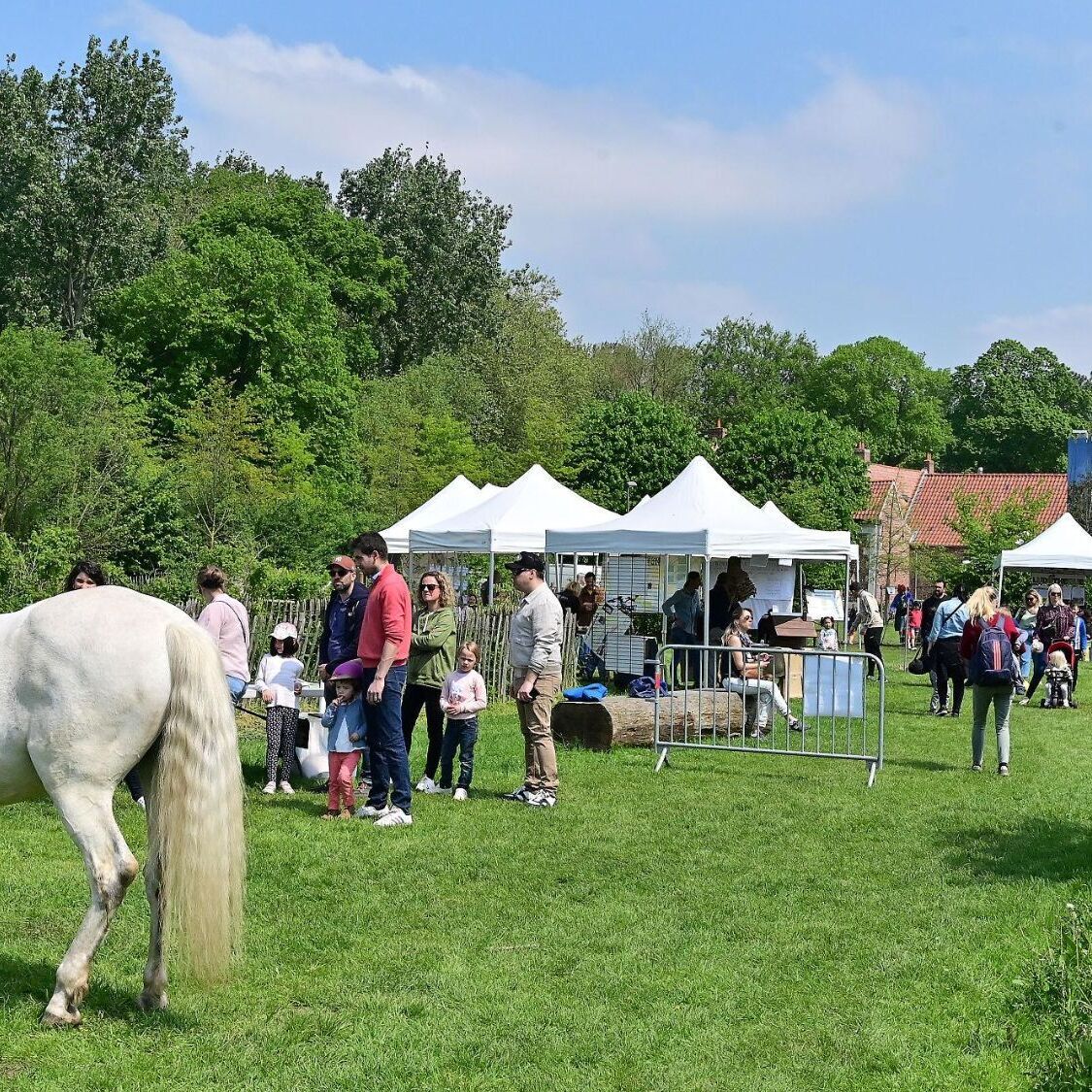cheval-herbe-gens-parc
