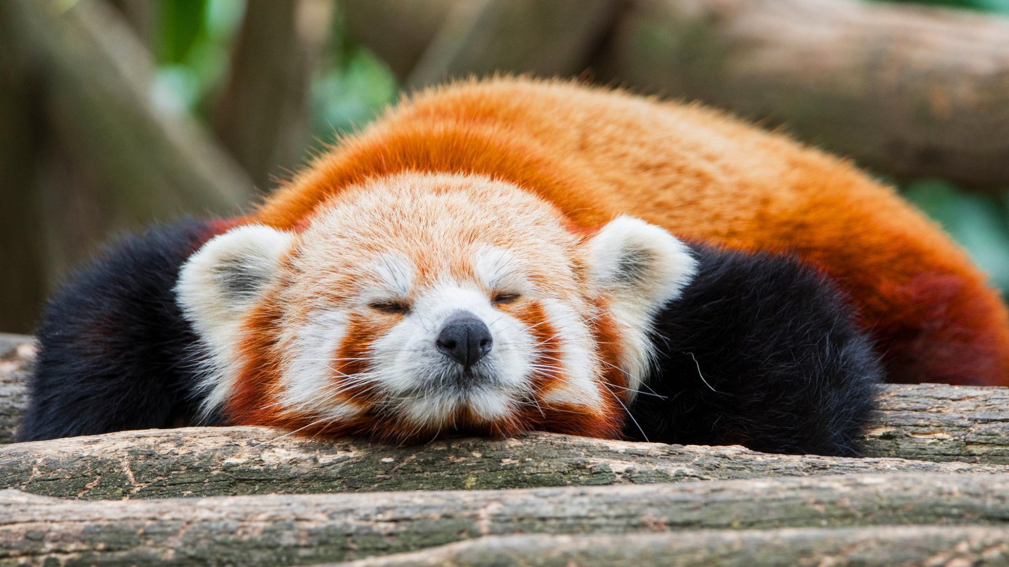 À 1h45 de Toulouse, ce parc de 14 hectares et 600 animaux offre une immersion façon safari parc-animalier-des-pyrenees