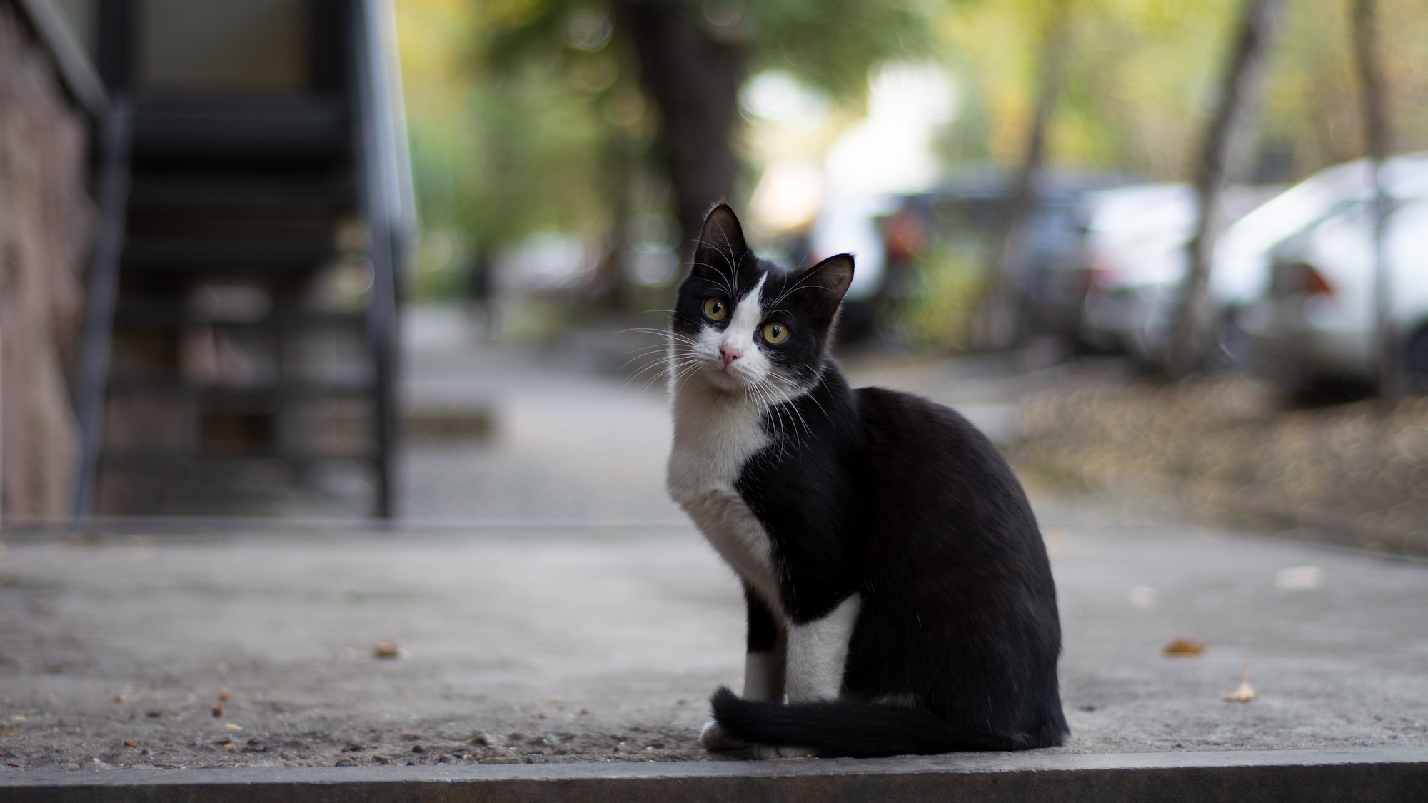 chat-perdu-ville