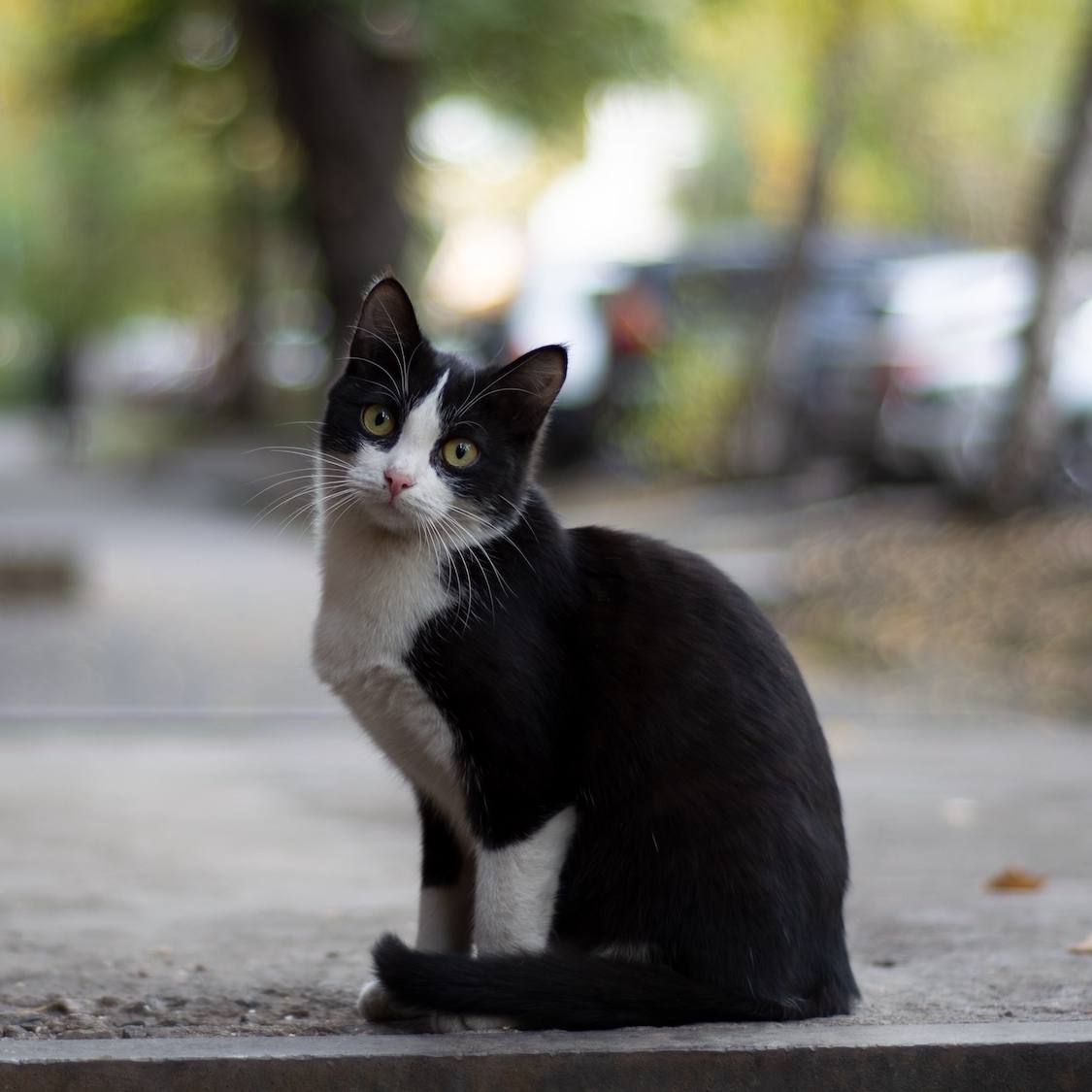 chat-perdu-ville