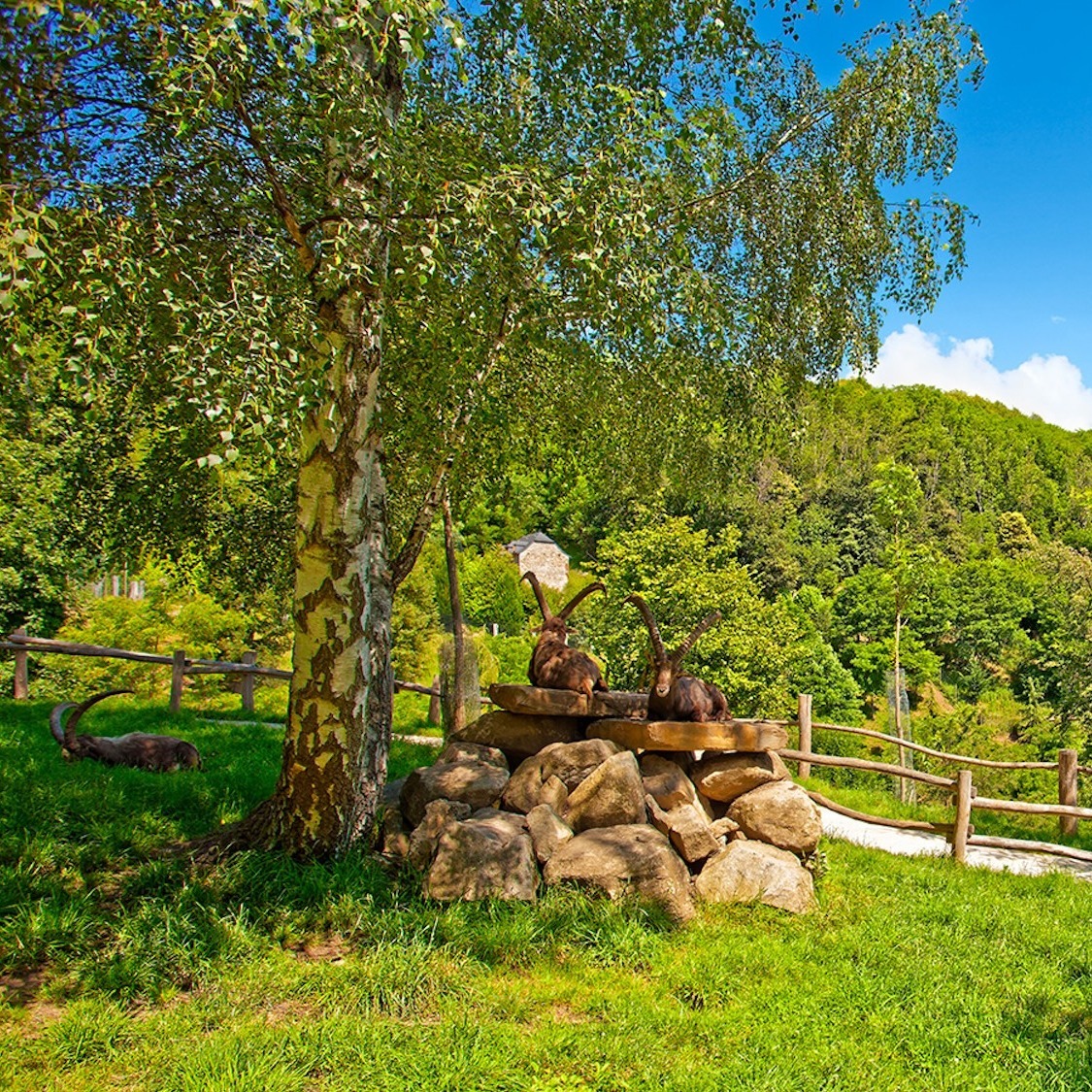 parc-animalier-pyrenees