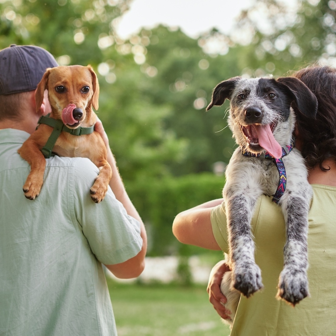 Une grande journée dédiée à l'adoption dans les refuges SPA de Lyon ce week-end printemps-adoption-refuges-spa-lyon-ce-week-end
