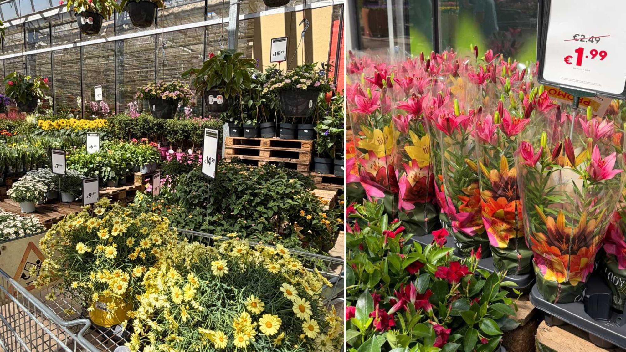 fleurs-plantes-jardinerie