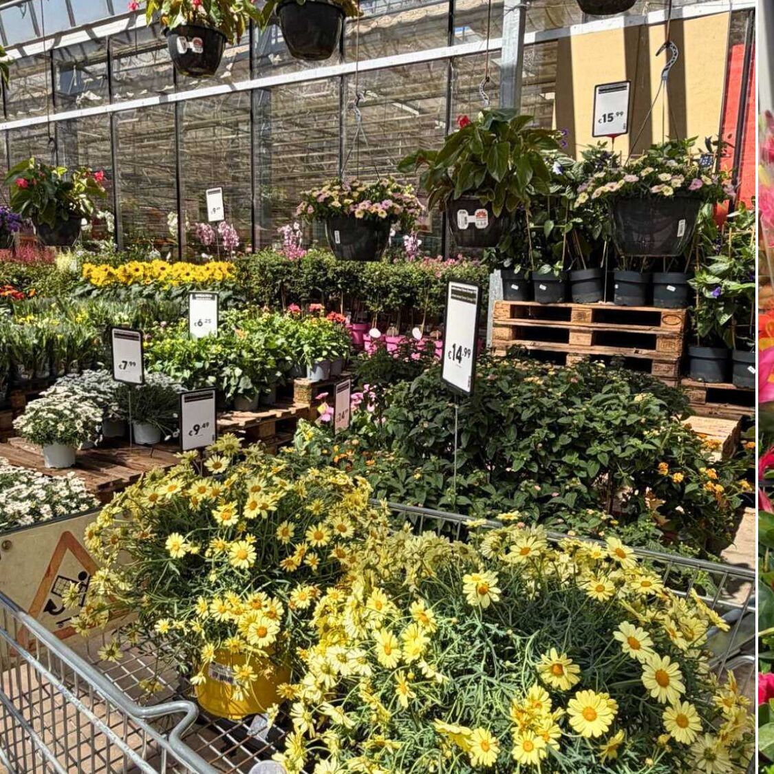 fleurs-plantes-jardinerie