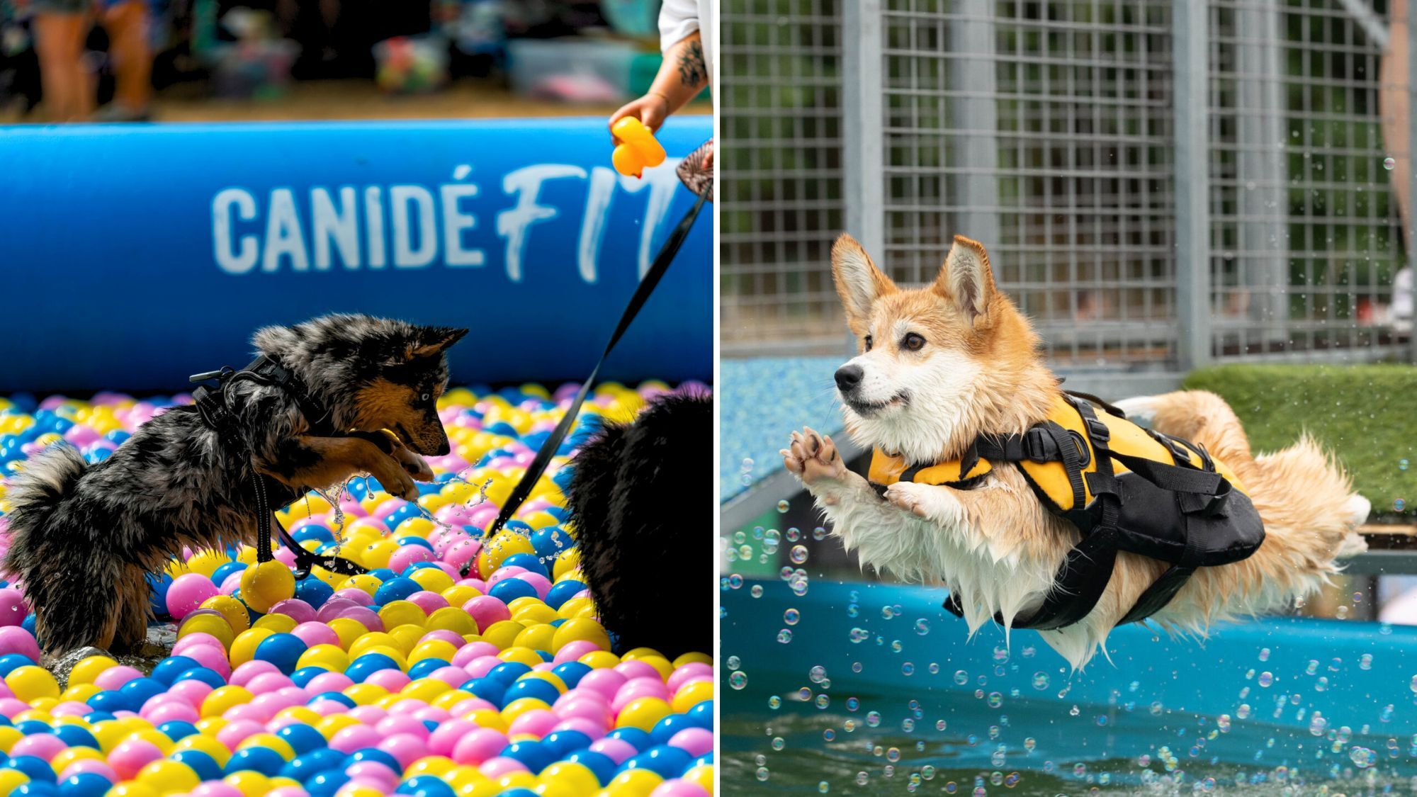 festival-canin-canideplouf-2026-toulouse