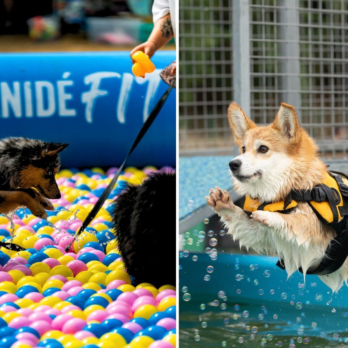 festival-canin-canideplouf-2026-toulouse