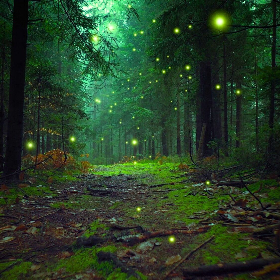 Une forêt magique envahie par les monstres et des énigmes débarque près de Toulouse foret-magique-toulouse-halloween