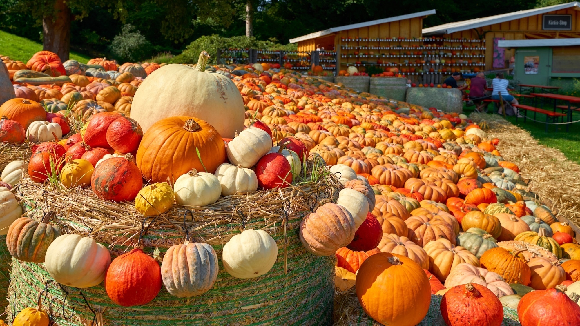 Un grand festival des courges d'automne va colorer le parc de la Tête d'Or ce week-end festival-courges-lyon