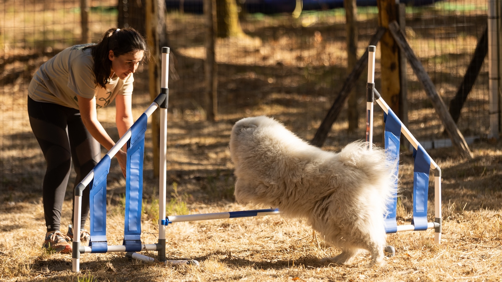 pole-canin-campus-cestas