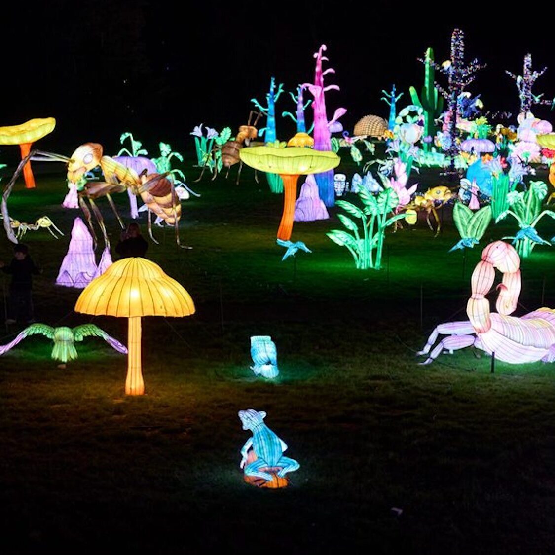 Le plus grand parcours lumineux de la région rouvre ses portes ce week-end ! illuminations-2025-0078-1024x683