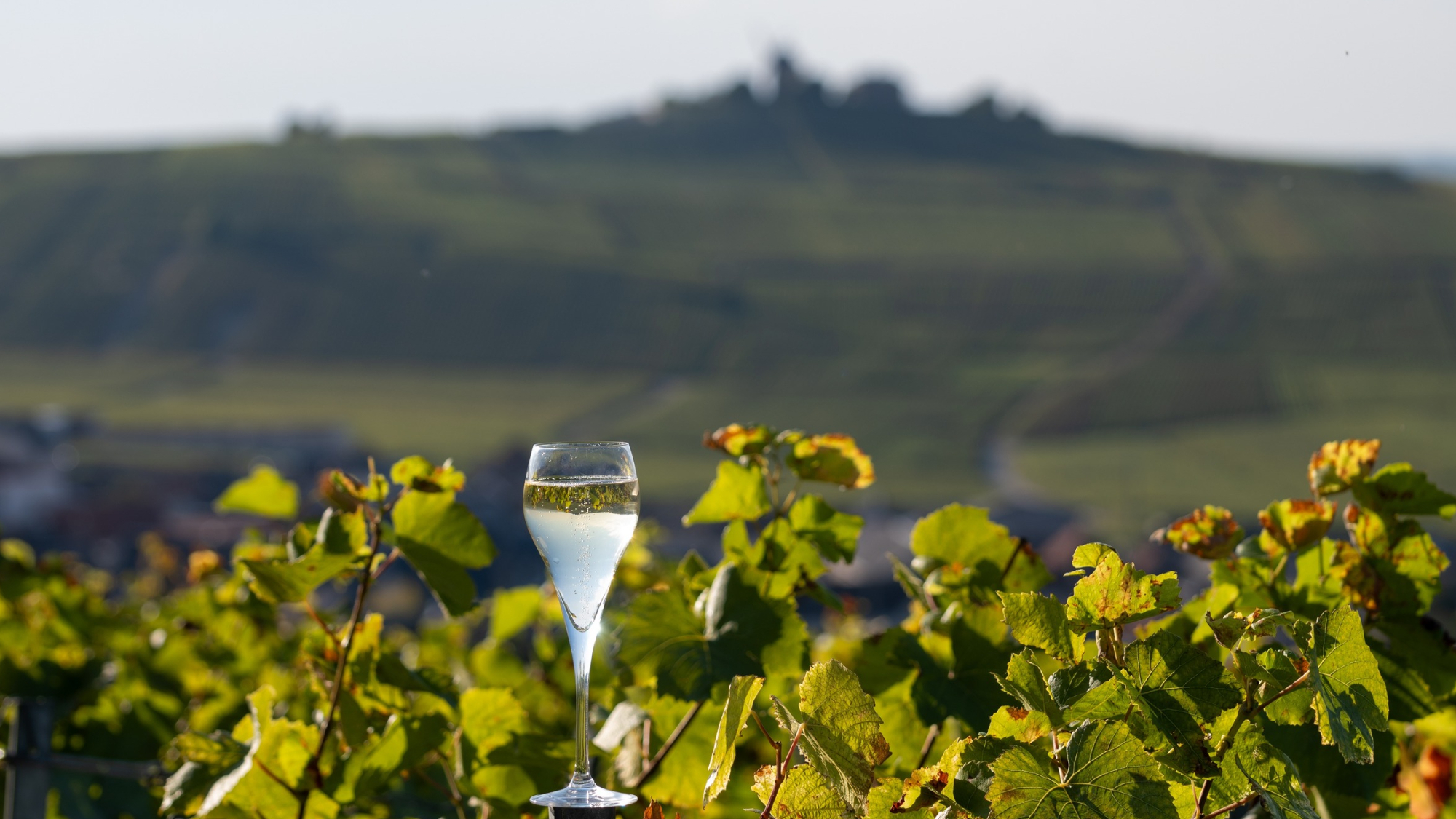 champagne-day-reims