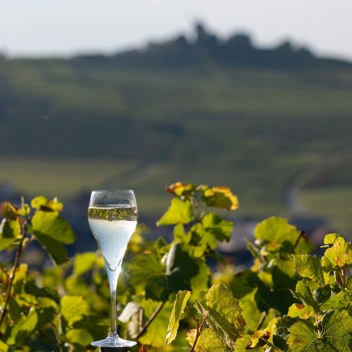 C’est quoi le Champagne Day ? champagne-day-reims