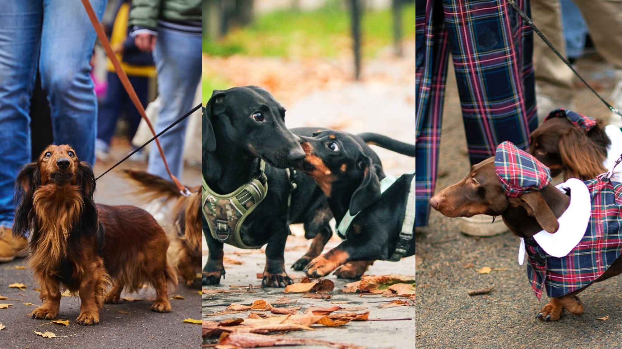 paris-sausage-walk