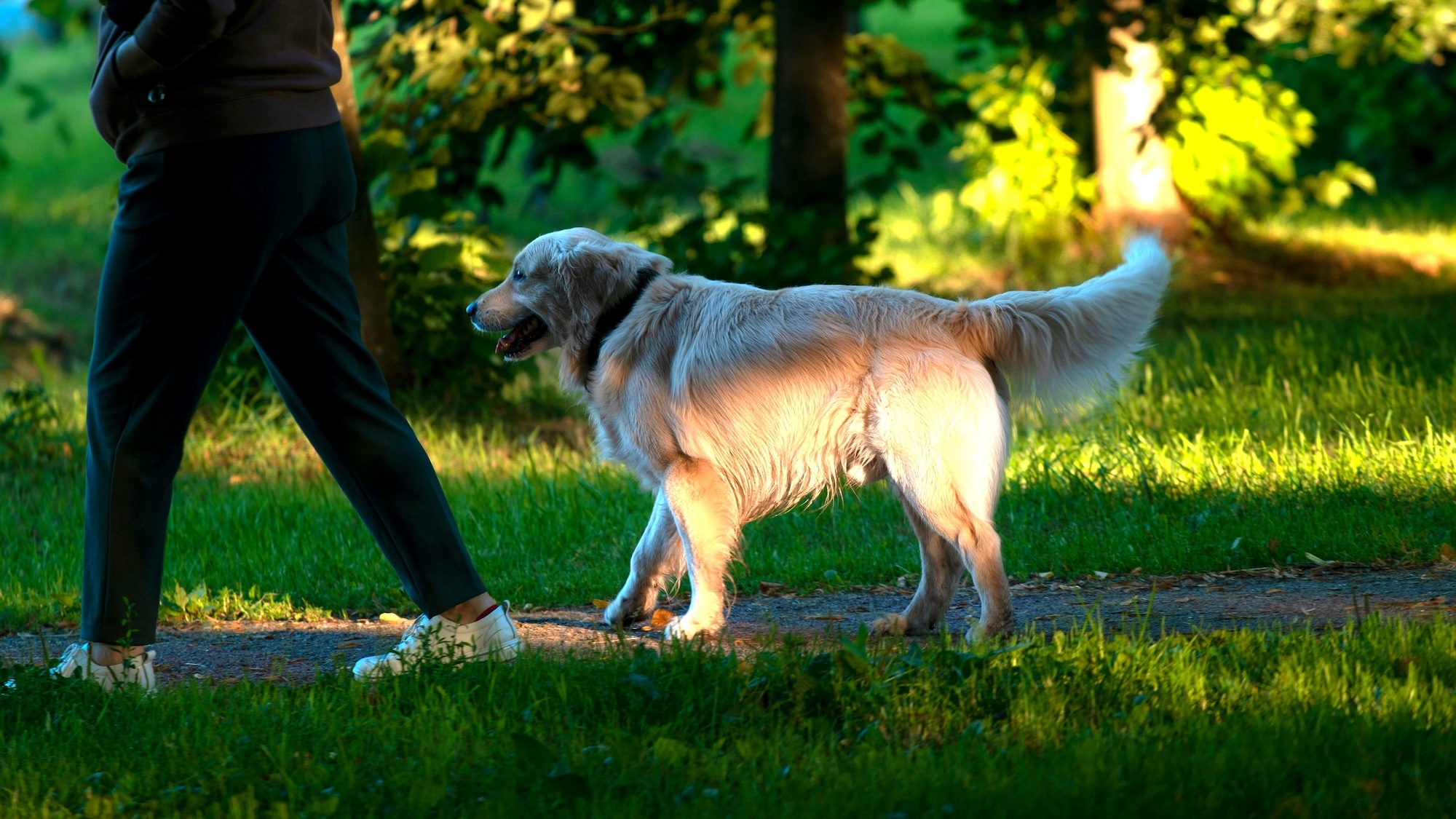 Voici les plus beaux parcs où promener son chien à Paris kirill-fokin-unsplash