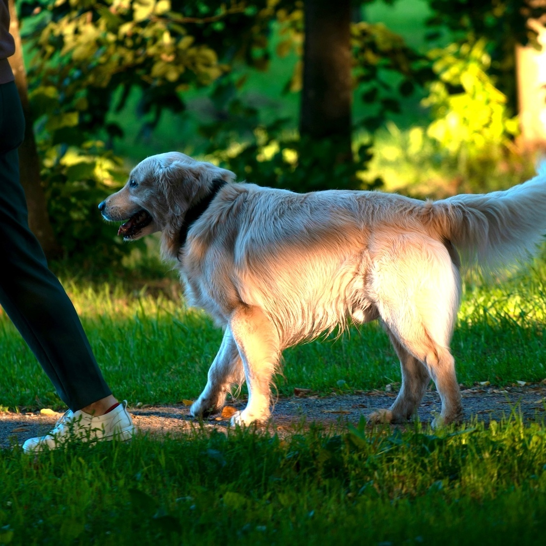 Voici les plus beaux parcs où promener son chien à Paris kirill-fokin-unsplash