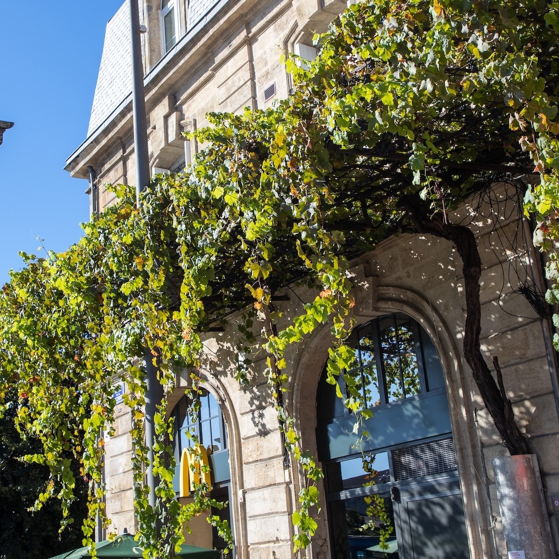 Plantée il y a plus de 200 ans, la plus vieille vigne de Bordeaux se cache en plein centre-ville vigne-centre-ville-bordeaux