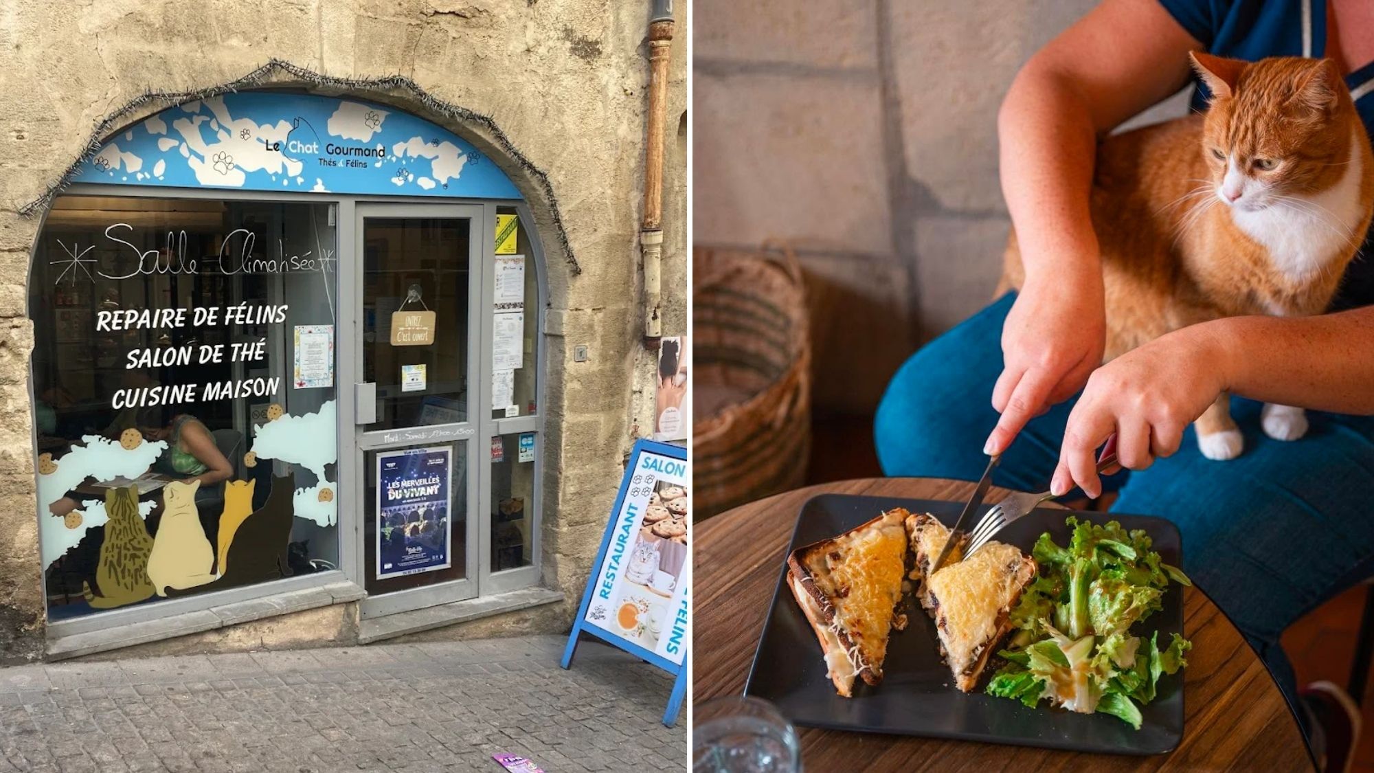 le-chat-gourmand-fermeture-montpellier