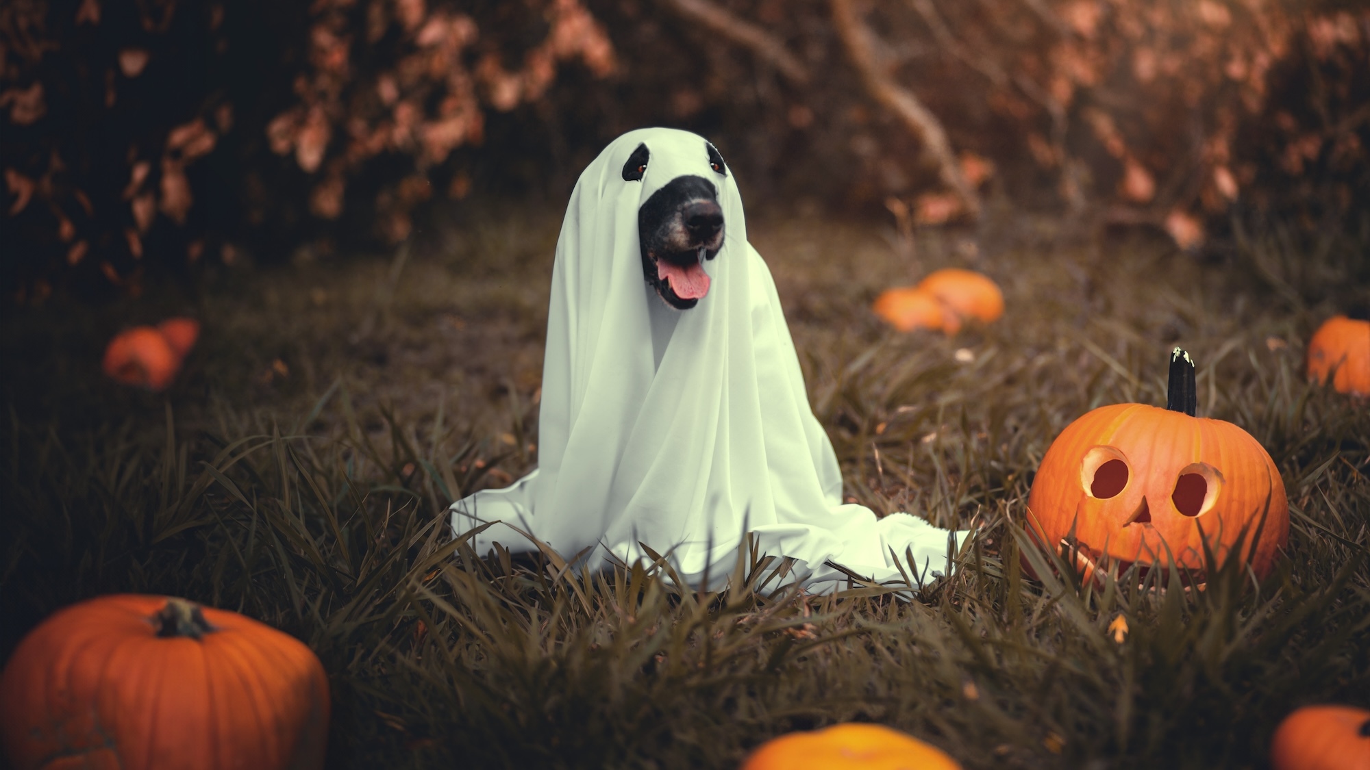 defile-chiens-deguises-rues-lyon-halloween