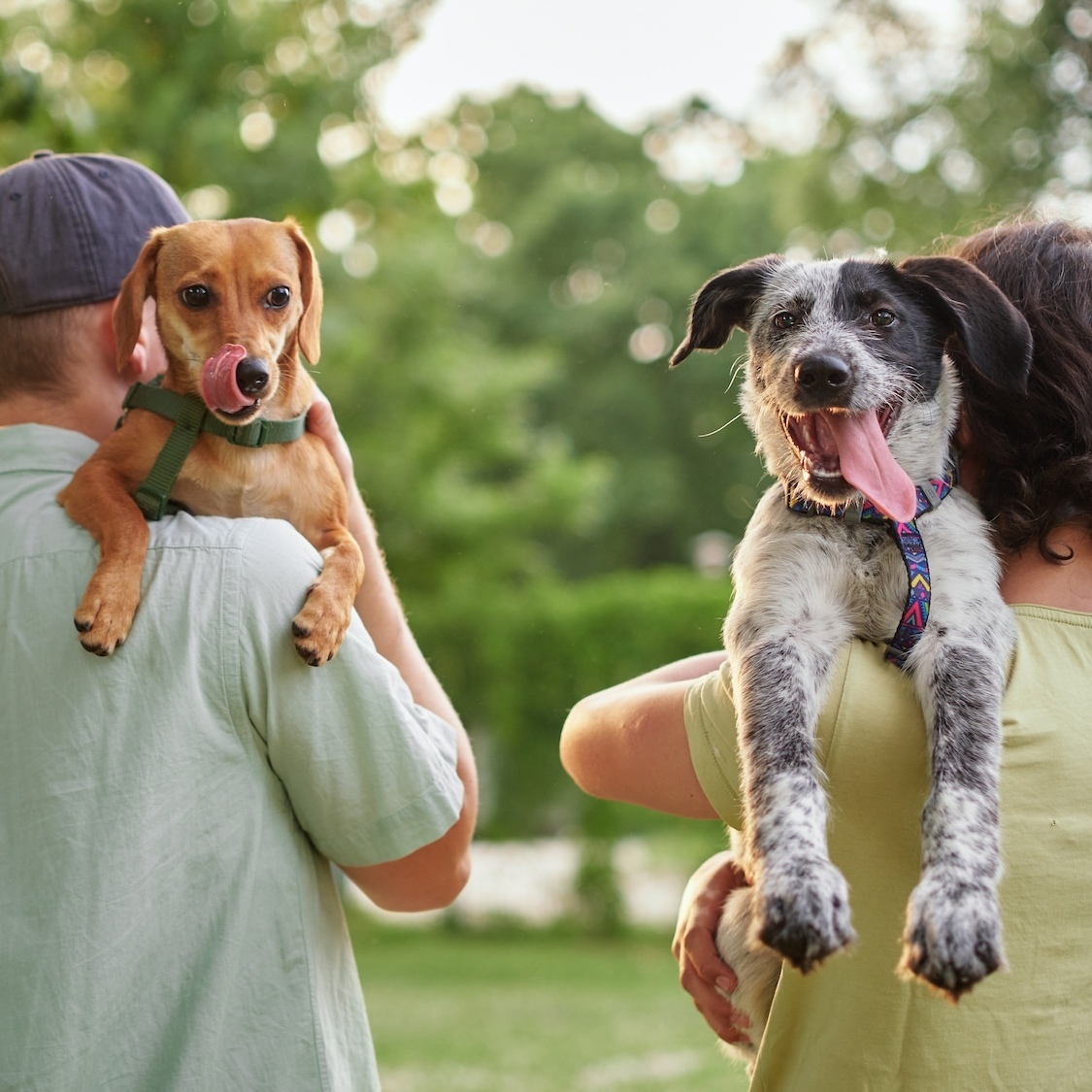 Lyon's Animal Shelter Organizes a Major Open House Weekend Dedicated to Adoption spa-lyon-organise-grand-week-end-portes-ouvertes-d