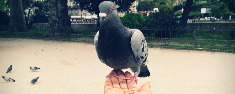 Comment Cuire Un Pigeon Pour Qu'il Soit Tendre Des rapaces pour faire fuir les pigeons à Paris