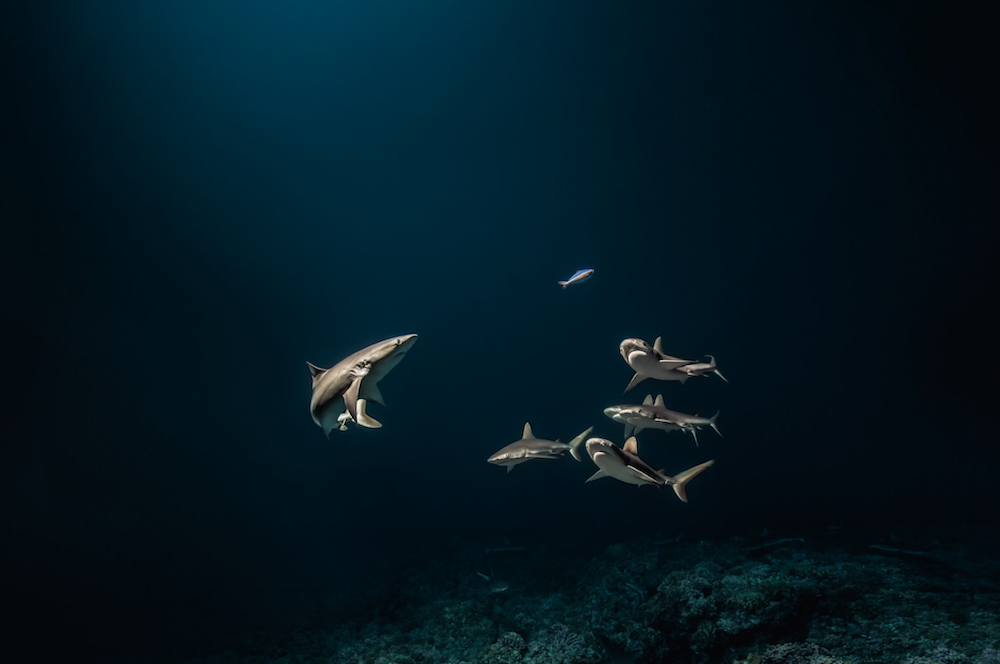 laurent-ballesta-mer-et-mystère-musée-photographie-charles-negre-biennale-ocean-le-bonbon-nice